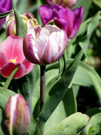 Close-up of pink flowering plant