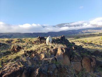 View of a sheep on landscape