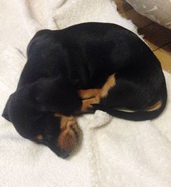 High angle view of dog lying down