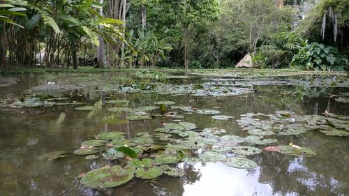 Water lily in pond