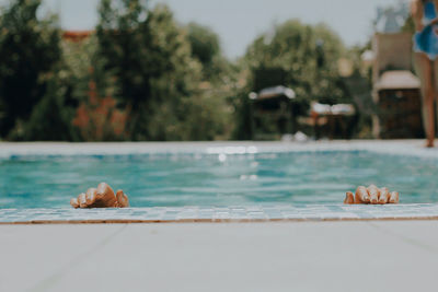 Close-up of crab on table