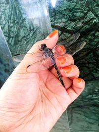 Close-up of hand holding small insect