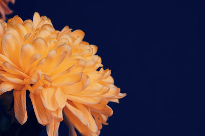 Close-up of orange flower against black background