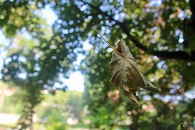 Low angle view of bird flying