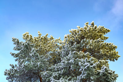 Low angle view of branches pine tree against clear sky