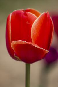 Close-up of red flower