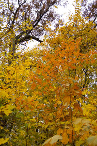 Low angle view of autumn trees