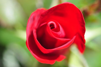 Close-up of red rose