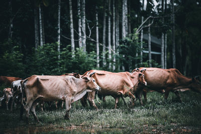 Cows standing in a field