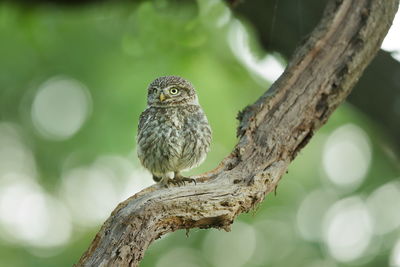 A little owl on a beautiful perch