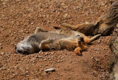 Meerkats in forest