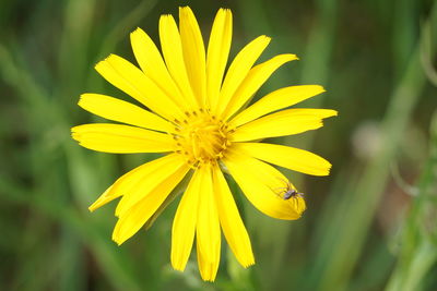 Close-up of yellow flower