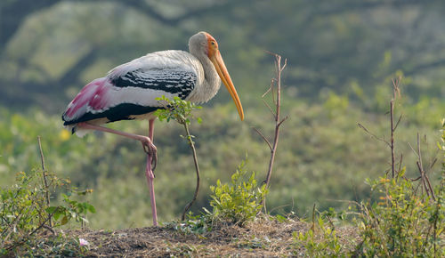 Bird perching on a field