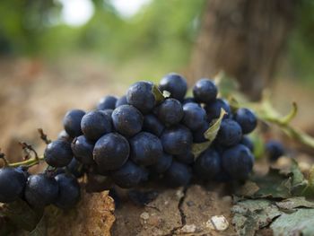 Close-up of grapes growing in vineyard