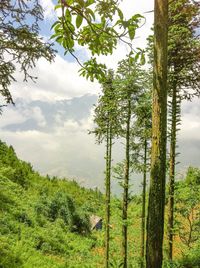 Scenic view of trees against sky