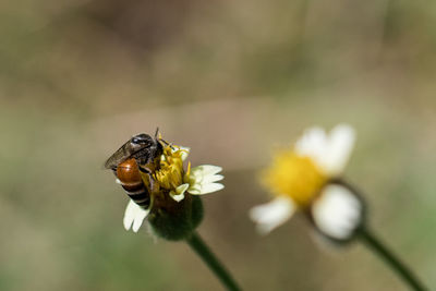 Close-up of insect on flower