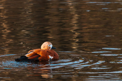 Duck swimming in a lake