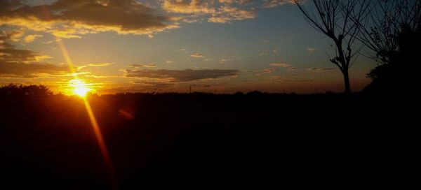 Silhouette of trees at sunset