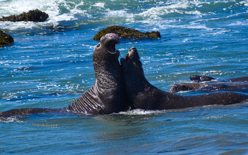 Pair of elephant seals fighting in the bright blue ocean