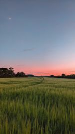 Scenic view of agricultural field against sky during sunset
