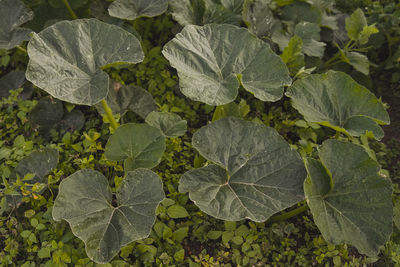 High angle view of leaves on plant