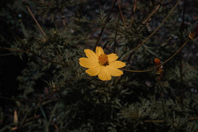 Close-up of yellow flowering plant