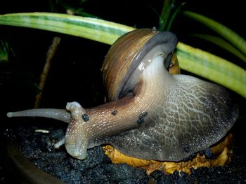 Close-up of snail in water