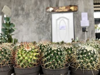 Close-up of potted plants