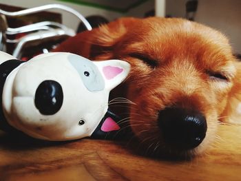 Close-up portrait of dog