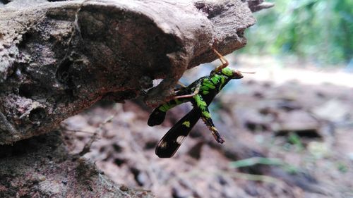 Close-up of insect on tree