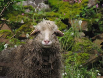 Close-up portrait of an animal on field