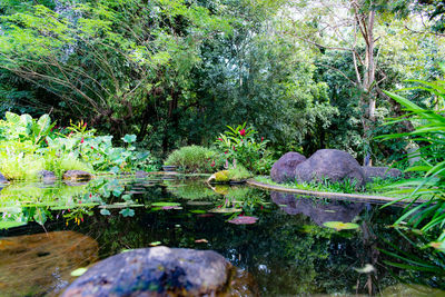 Scenic view of lake in forest