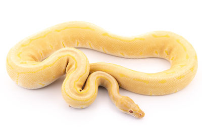 Close-up of a snake against white background