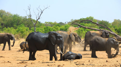 African elephants dusting themselves on a field