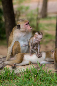 Monkey sitting outdoors