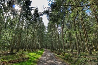 Trees in forest against sky