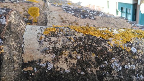 Close-up of lichen