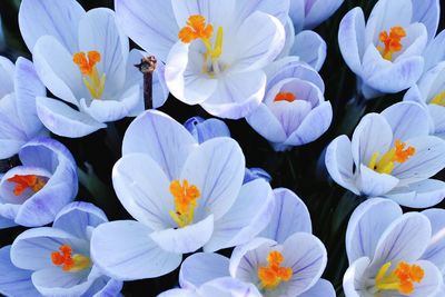 High angle view of white flowering plants