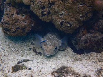 Close-up of fish swimming in sea