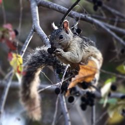 Close-up of squirrel