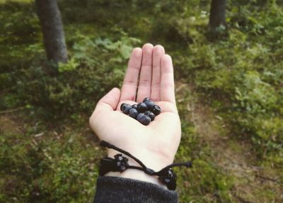 Close-up of hand holding blackberries