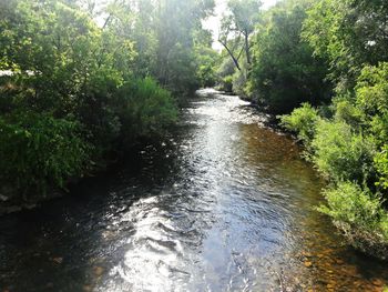 River amidst trees in forest