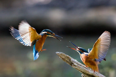 Close-up of birds flying