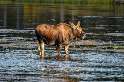 Baby moose calling out for his mom at henry's fork