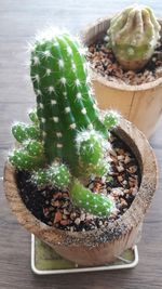 High angle view of succulent plant on table