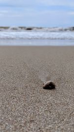 Close-up of snail on beach