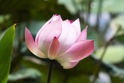 Close-up of pink lily