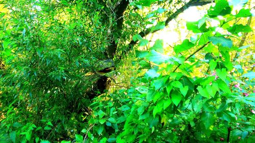 Plants growing on tree