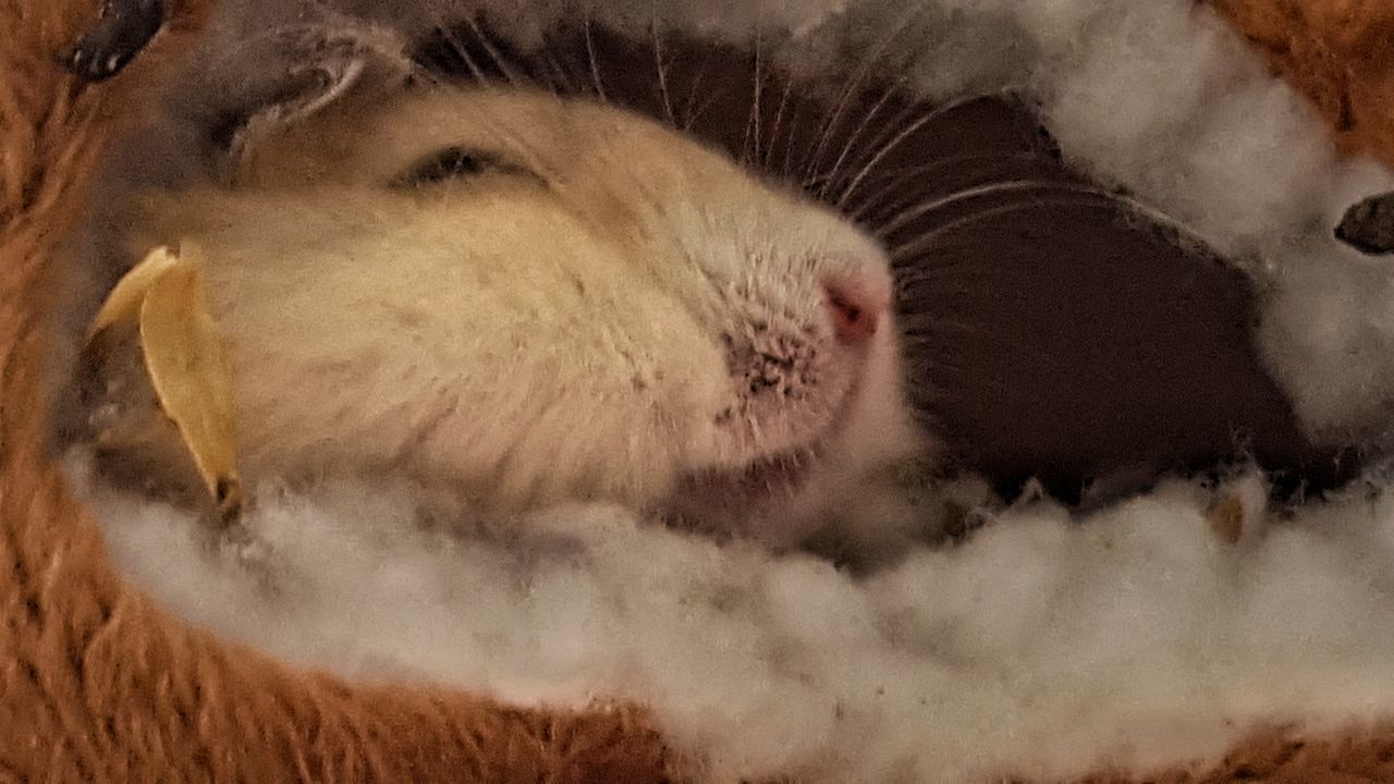 CLOSE-UP OF COW SLEEPING IN MOUTH