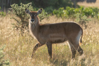 Side view portrait of waterbuck standing on land